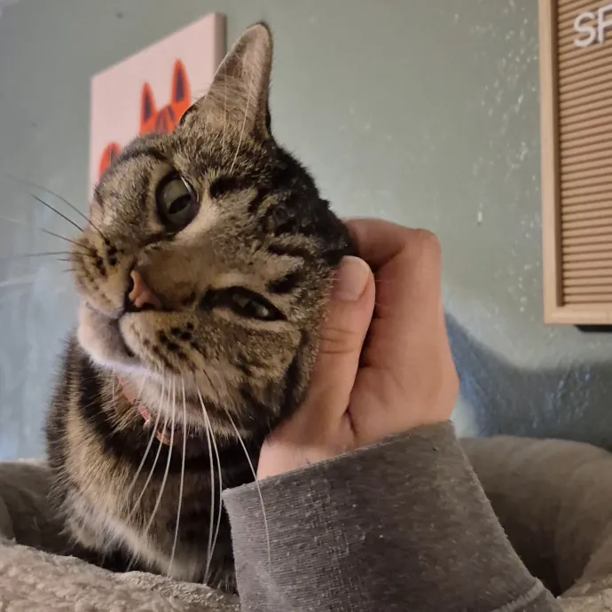 Spicy Kitty Approved  I Love Toe Beans