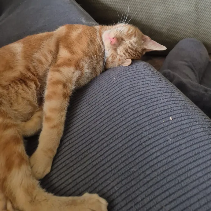 Spicy Kitty Approved  I Love Toe Beans