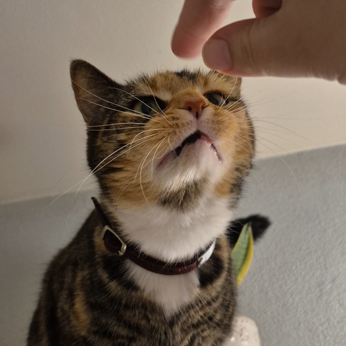 Spicy Kitty Approved  I Love Toe Beans