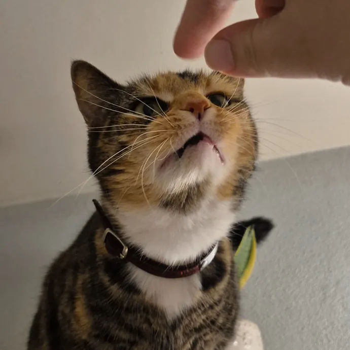 Spicy Kitty Approved  I Love Toe Beans