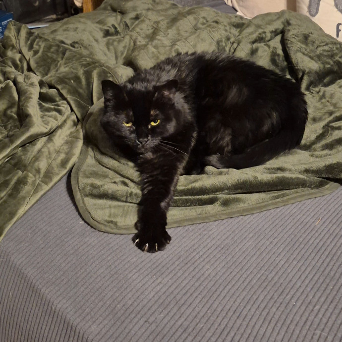 Spicy Kitty Approved  I Love Toe Beans