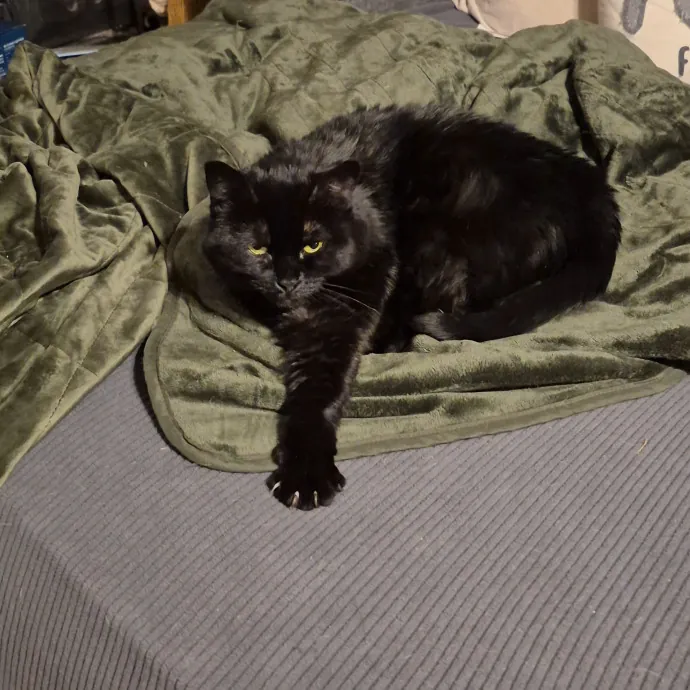 Spicy Kitty Approved  I Love Toe Beans