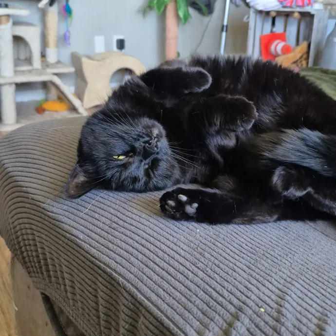 Spicy Kitty Approved  I Love Toe Beans