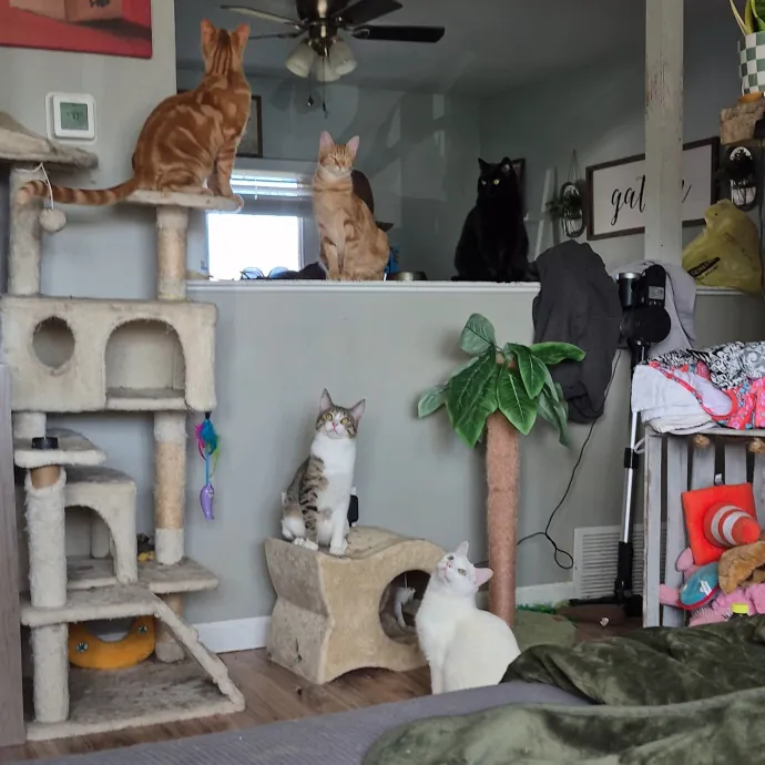 Spicy Kitty Approved  I Love Toe Beans