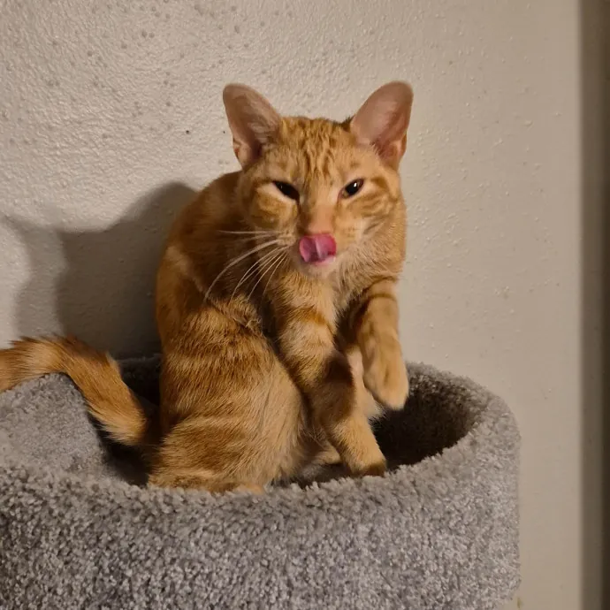 Spicy Kitty Approved  I Love Toe Beans