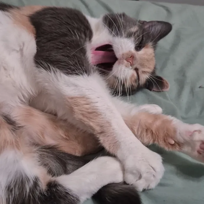 Spicy Kitty Approved  I Love Toe Beans