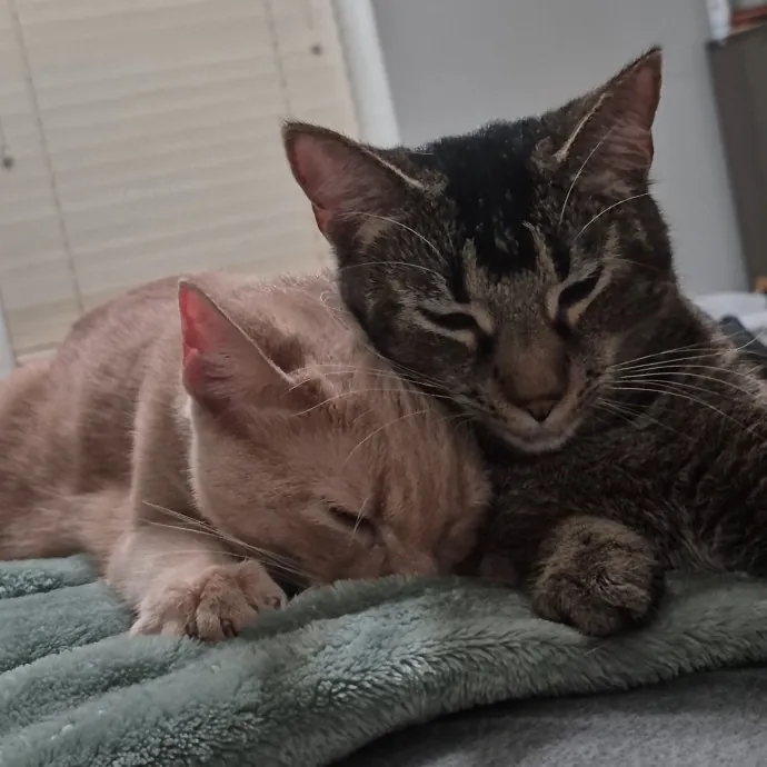 Spicy Kitty Approved  I Love Toe Beans