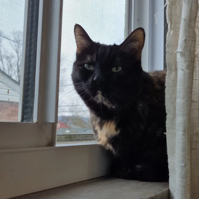 Spicy Kitty Approved  I Love Toe Beans