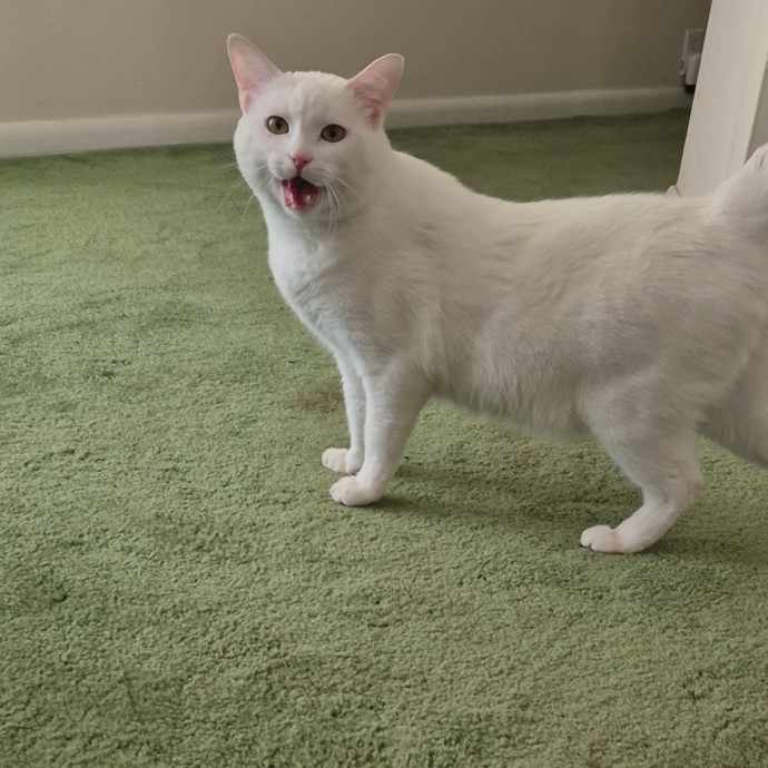 Spicy Kitty Approved  I Love Toe Beans