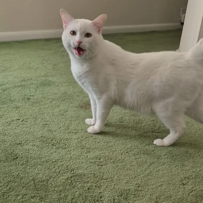 Spicy Kitty Approved  I Love Toe Beans