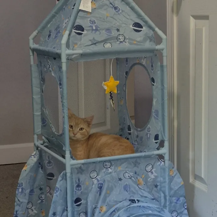 Spicy Kitty Approved  I Love Toe Beans