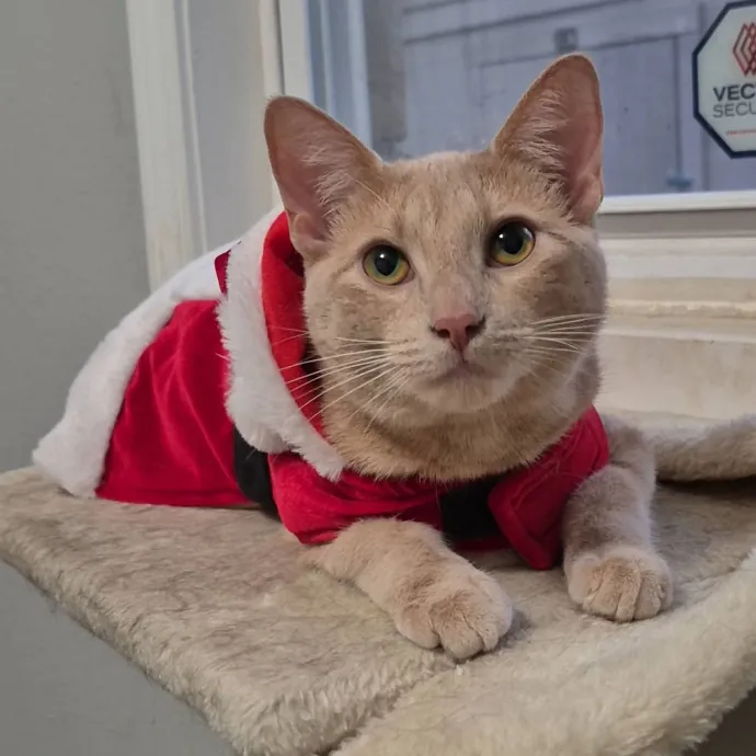 Spicy Kitty Approved  I Love Toe Beans