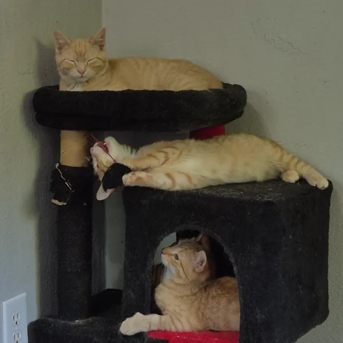 Spicy Kitty Approved  I Love Toe Beans