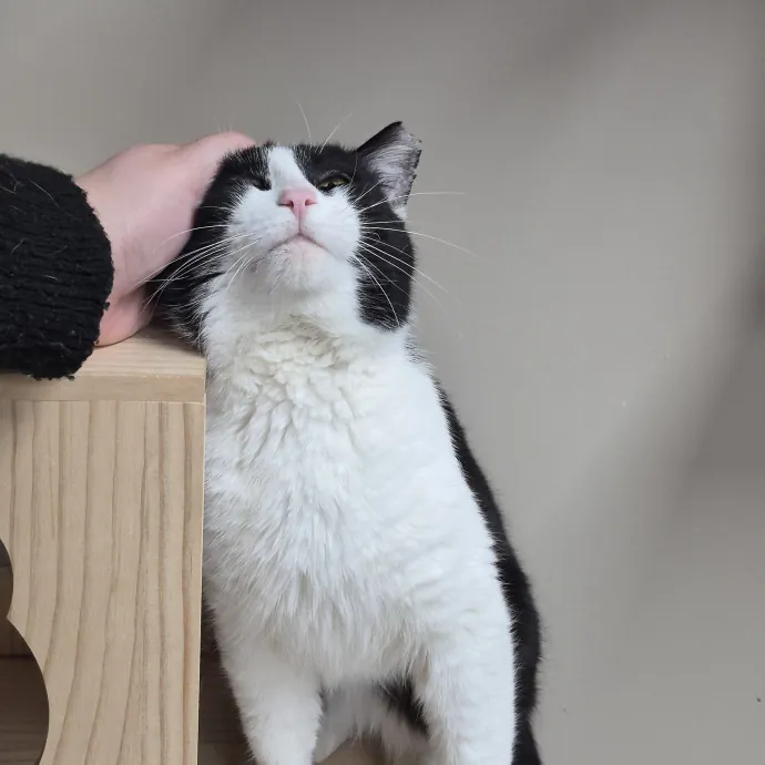 Spicy Kitty Approved  I Love Toe Beans