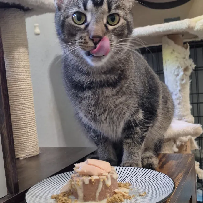 Spicy Kitty Approved  I Love Toe Beans