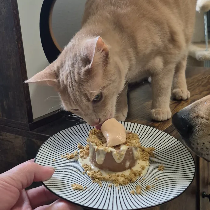 Spicy Kitty Approved  I Love Toe Beans