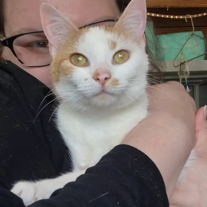 Spicy Kitty Approved  I Love Toe Beans