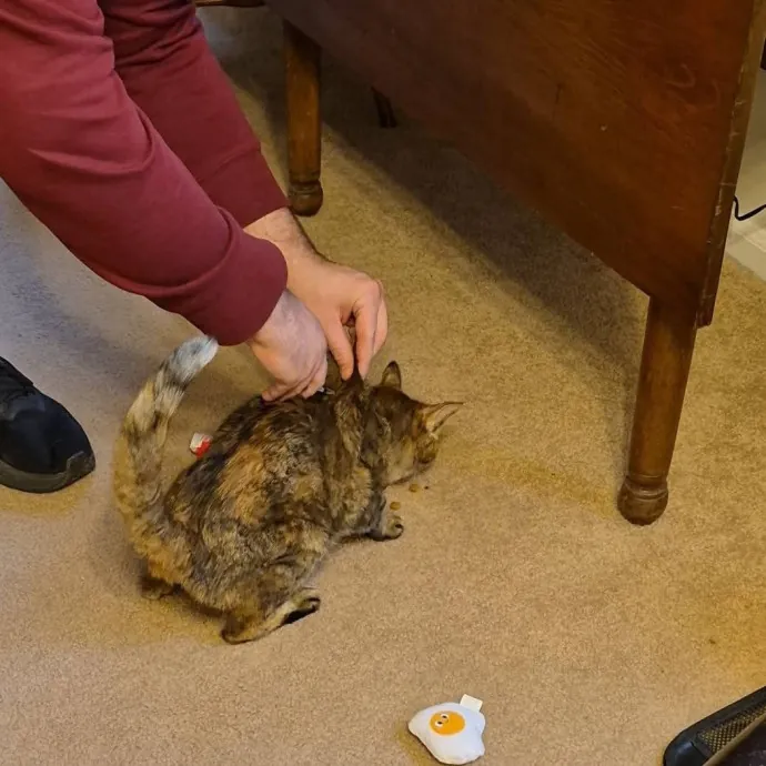 Spicy Kitty Approved  I Love Toe Beans