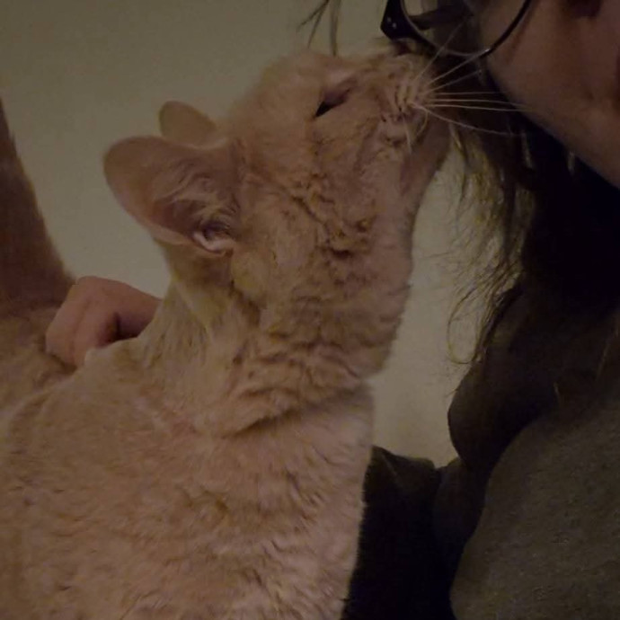 Spicy Kitty Approved  I Love Toe Beans