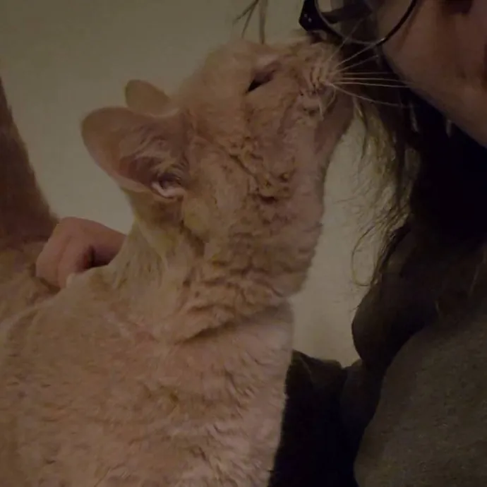 Spicy Kitty Approved  I Love Toe Beans