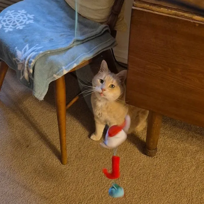 Spicy Kitty Approved  I Love Toe Beans