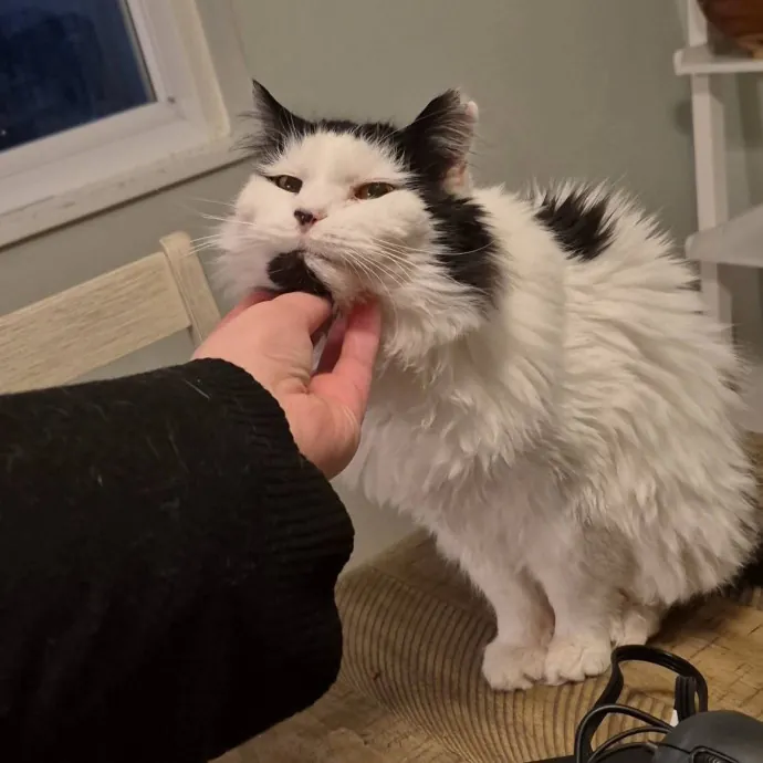 Spicy Kitty Approved  I Love Toe Beans