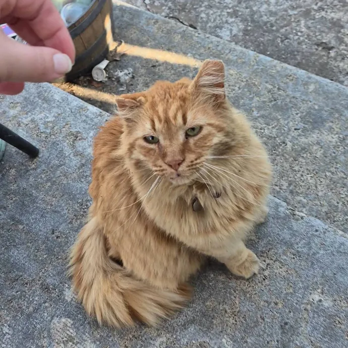 Spicy Kitty Approved  I Love Toe Beans
