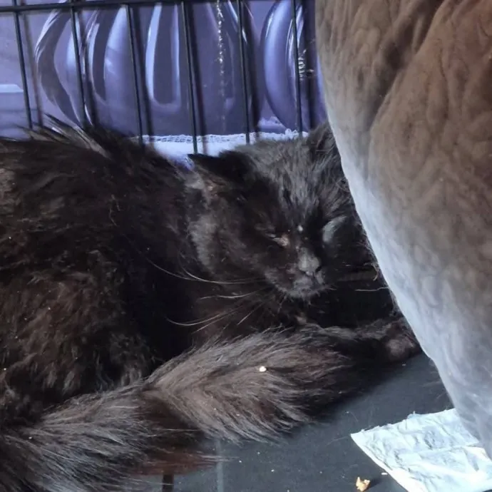 Spicy Kitty Approved  I Love Toe Beans