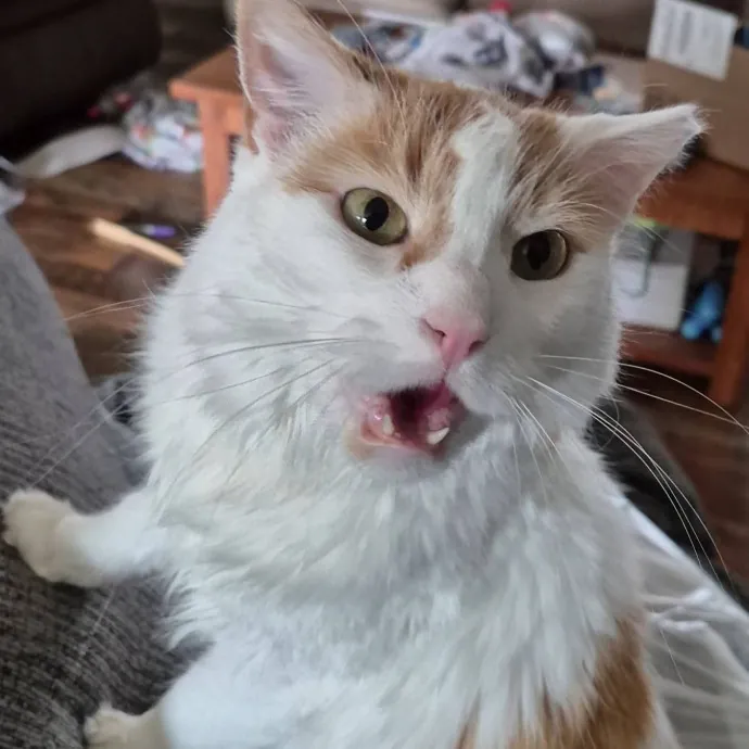 Spicy Kitty Approved  I Love Toe Beans