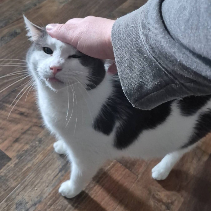 Spicy Kitty Approved  I Love Toe Beans