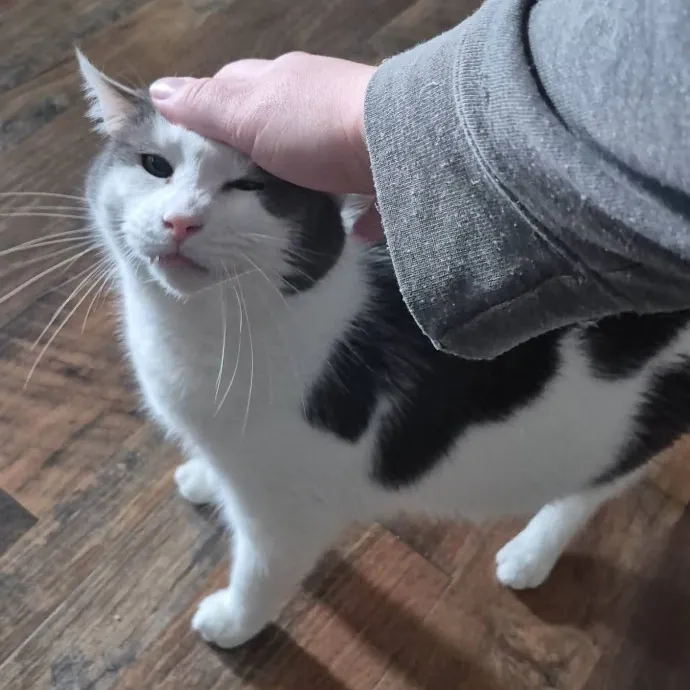 Spicy Kitty Approved  I Love Toe Beans