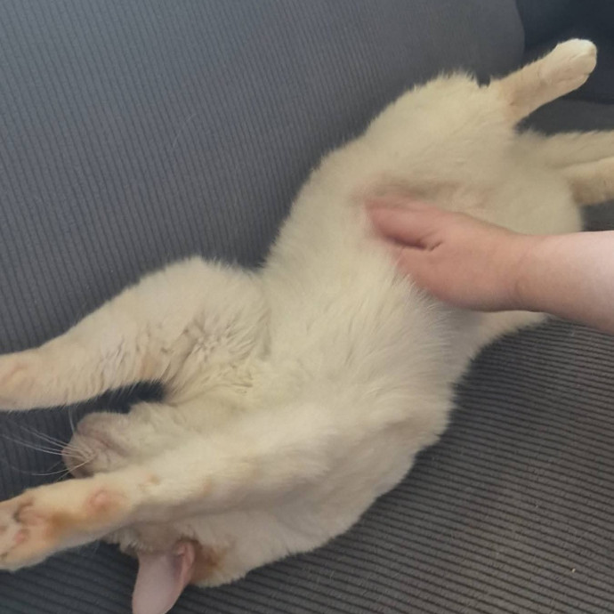 Spicy Kitty Approved  I Love Toe Beans