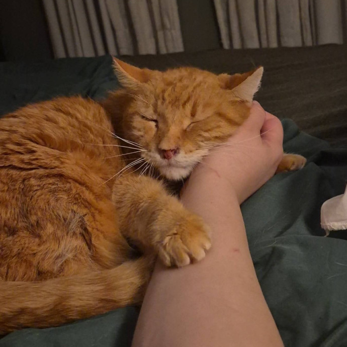Spicy Kitty Approved  I Love Toe Beans photo 2