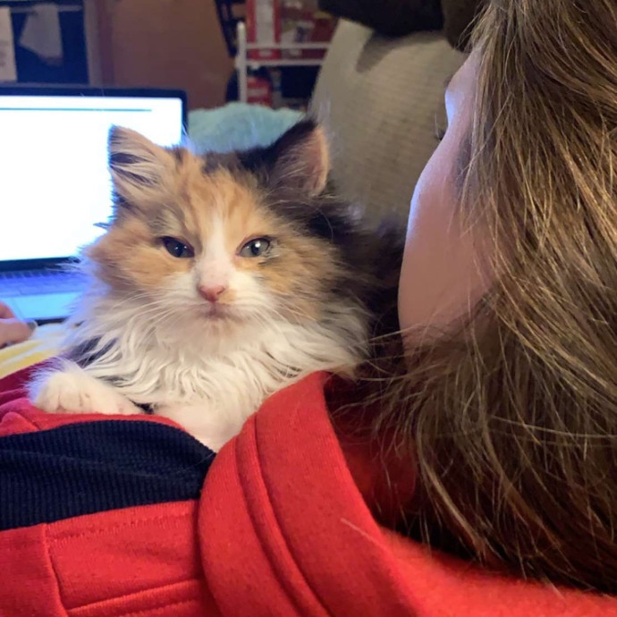 Experienced Cat Whisperer