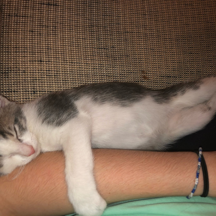 Experienced Cat Whisperer
