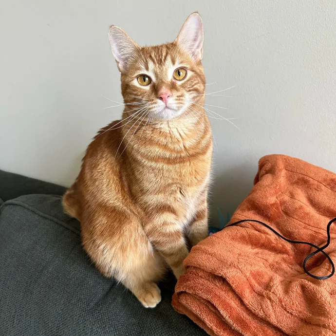 Bmore Catsitting Made Ez With Eli