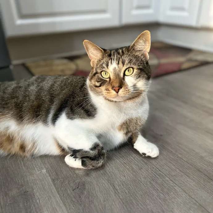 Bmore Catsitting Made Ez With Eli