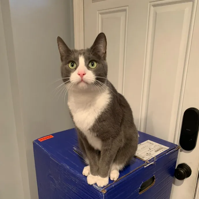 Bmore Catsitting Made Ez With Eli