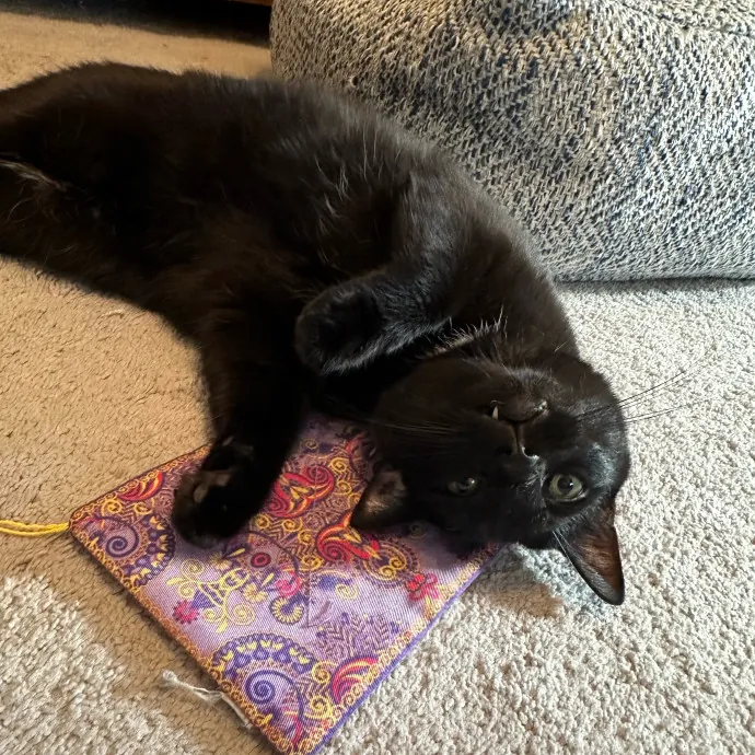 Bmore Catsitting Made Ez With Eli