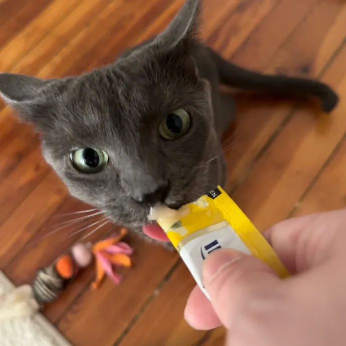 Bmore Catsitting Made Ez With Eli