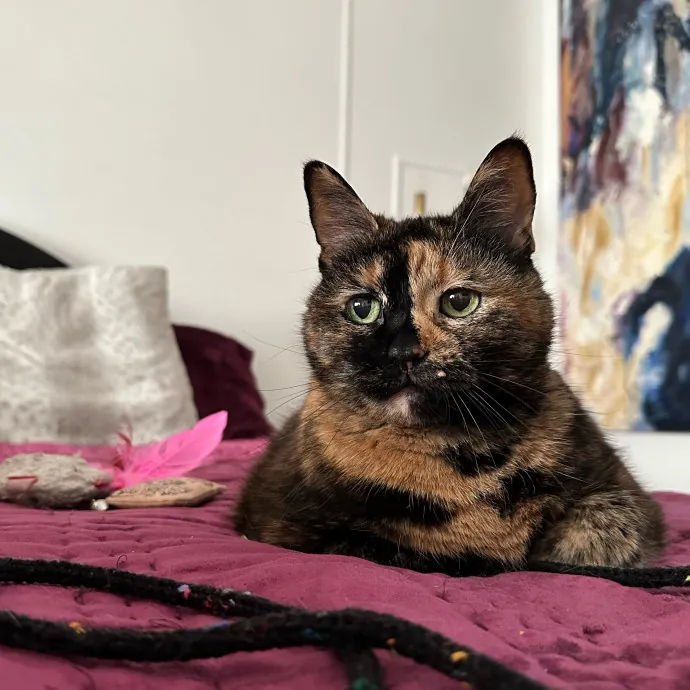 Bmore Catsitting Made Ez With Eli