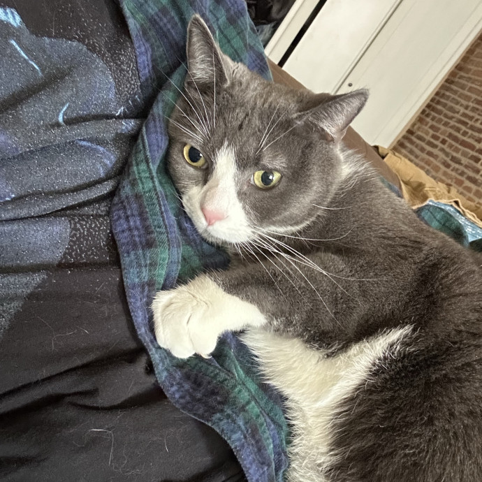 Bmore Catsitting Made Ez With Eli