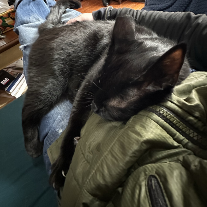 Bmore Catsitting Made Ez With Eli