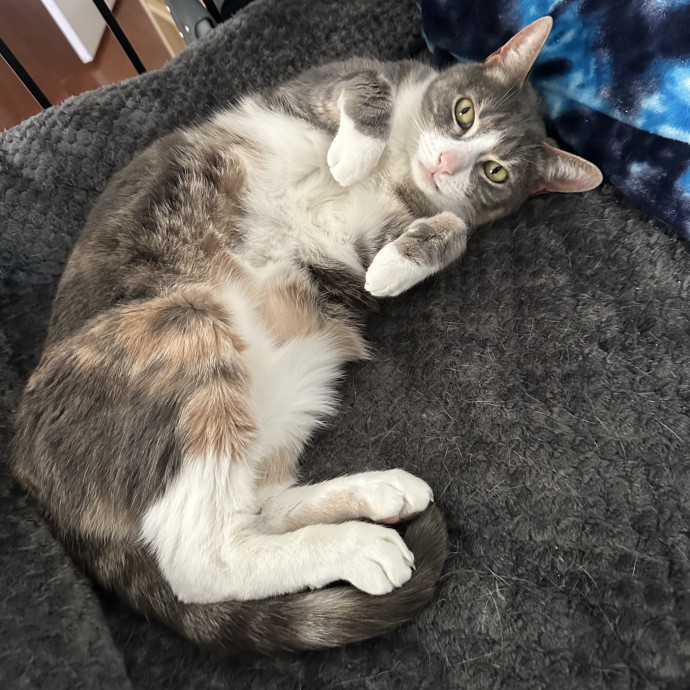 Bmore Catsitting Made Ez With Eli