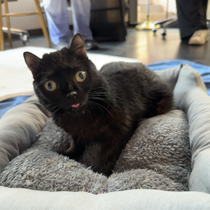 Bmore Catsitting Made Ez With Eli