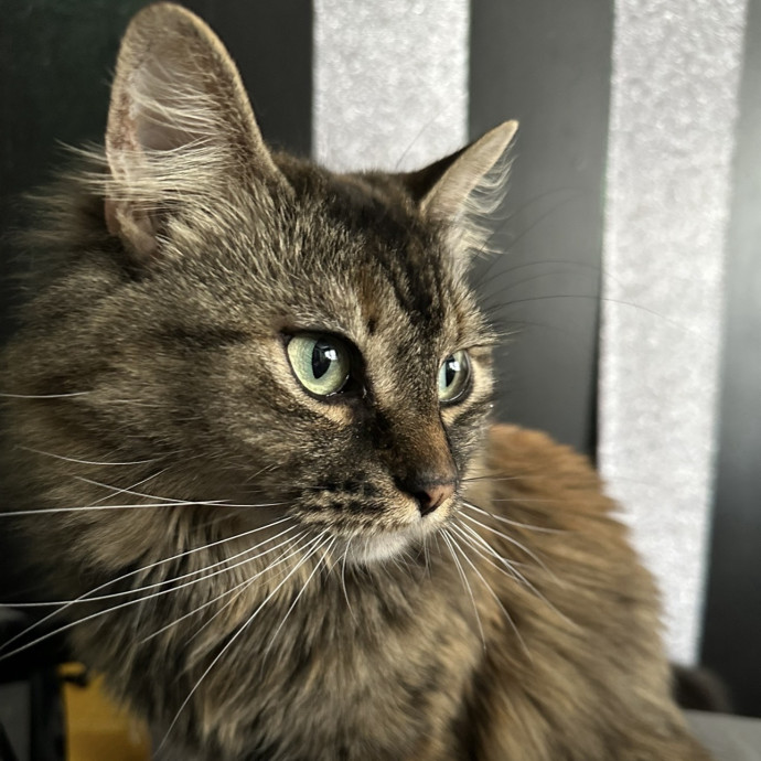 Bmore Catsitting Made Ez With Eli