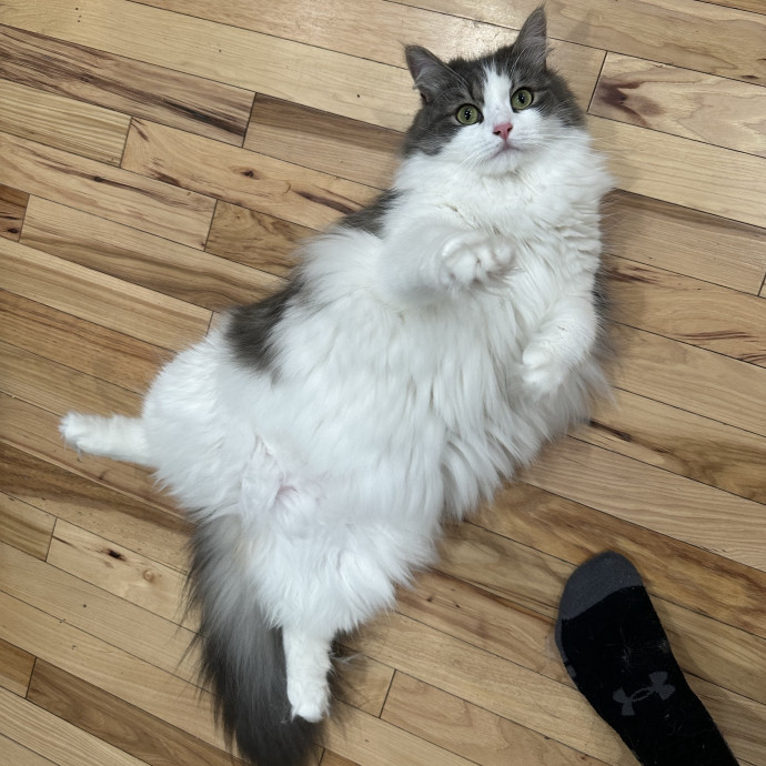 Bmore Catsitting Made Ez With Eli