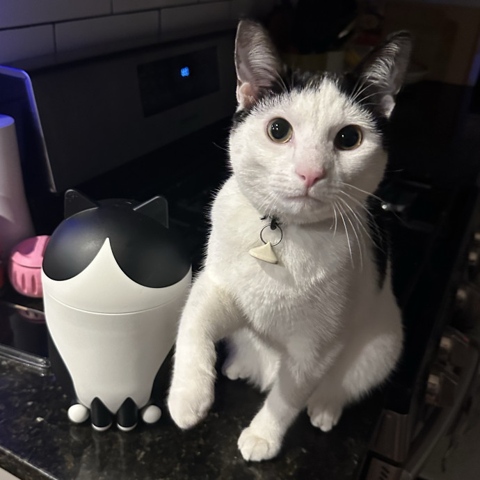 Bmore Catsitting Made Ez With Eli photo 3