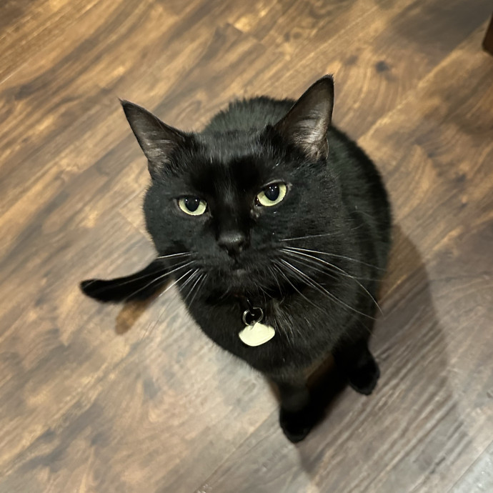Bmore Catsitting Made Ez With Eli photo 2