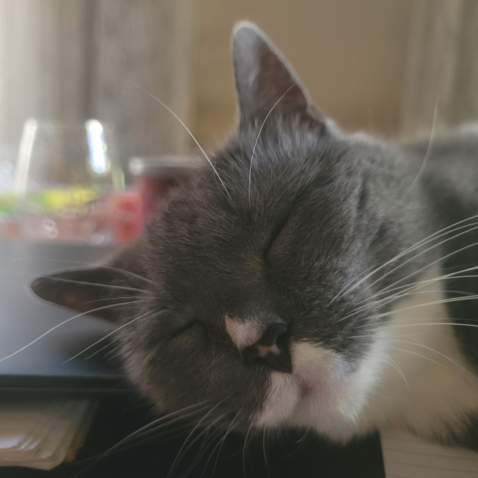 Small Paws Cat Sitting photo 2